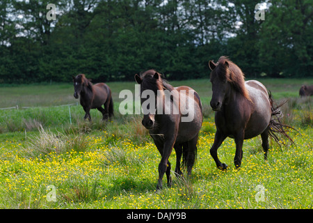 Islandpferde zu Fuß auf einer Weide Stockfoto