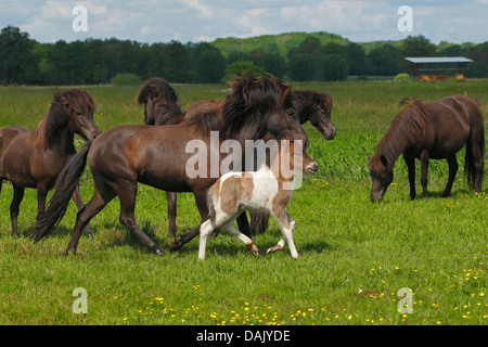 Fohlen und Stute in einer Herde von Islandpferden Stockfoto