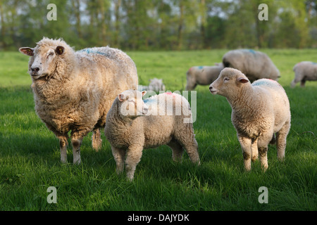 Hausschaf (Ovis Orientalis Aries), Mutterschaf mit Lämmern Stockfoto