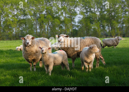 Hausschaf (Ovis Orientalis Aries) Mutterschafe mit Lämmer Stockfoto