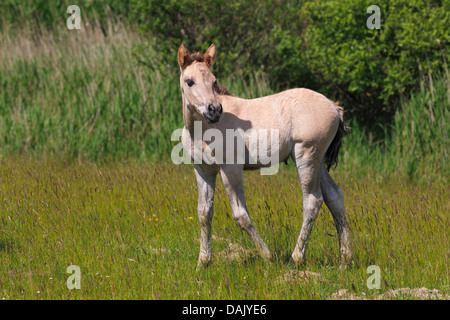 Fohlen, Konik-Pferd oder polnischen Primitive Pferd, Tarpan Zucht zurück (Equus Przewalskii f Caballus) Stockfoto