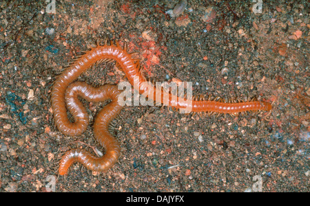 Western Gelb Tausendfüßler, Stigmatogaster subterranea. Auf dem Boden Stockfoto