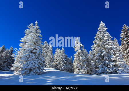 Gemeine Fichte (Picea Abies), schneebedeckten Fichten in den Alpen Suisse, Schweiz Stockfoto