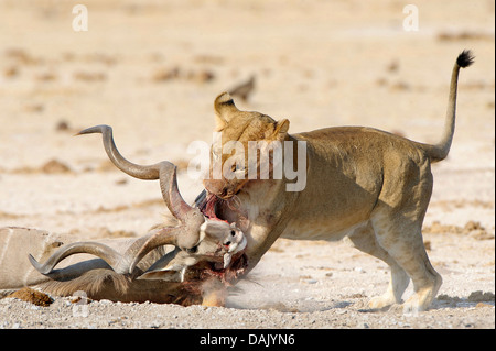 Juvenile Löwe (Panthera Leo) Fütterung von eine große Kudu (Tragelaphus Strepsiceros) Stockfoto