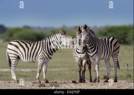 Burchell Zebras (Equus Quagga Burchelli) nebeneinander stehend Stockfoto