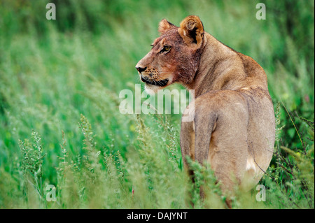 Löwe (Panthera Leo), Löwin mit Blut bespritzt-Kopf Stockfoto