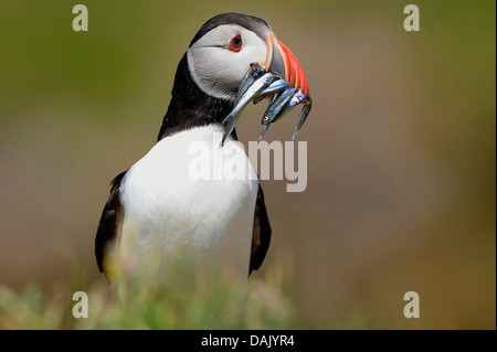 Papageitaucher (Fratercula Arctica) mit Fisch im Schnabel Stockfoto