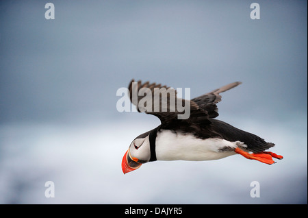 Fliegende Papageitaucher (Fratercula Arctica) Stockfoto