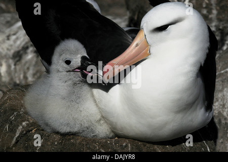 Black-browed Albatross (Thalassarche Melanophrys), Altvogel mit einem Küken Stockfoto