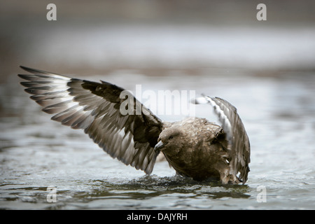 Braune Skua oder subantarktischen Skua (Stercorarius Antarcticus) Baden in Pfütze Stockfoto