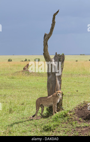 Zwei Geparden (Acinonyx Jubatus) auf der Suche nach Beute Stockfoto