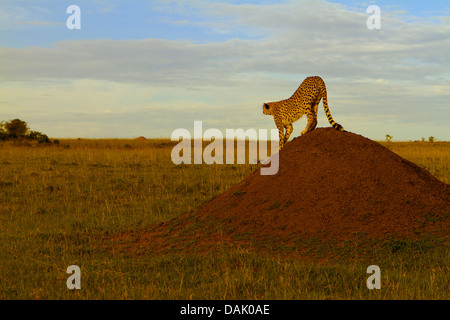 Gepard (Acinonyx Jubatus) erstreckt sich auf einer Termite Mound im Abendlicht Stockfoto