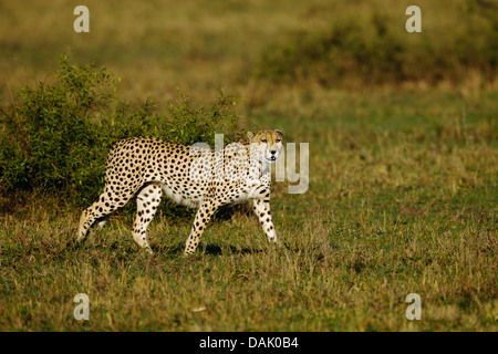 Gepard (Acinonyx Jubatus) auf der Suche nach Beute im Morgenlicht Stockfoto