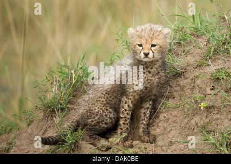 Gepard (Acinonyx Jubatus), Jungtier, mehrere Wochen Stockfoto