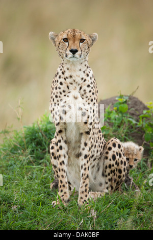 Geparden (Acinonyx Jubatus), Weibchen mit Jungtier, mehrere Wochen Stockfoto