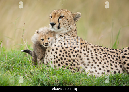 Geparden (Acinonyx Jubatus), Weibchen mit Jungtier, mehrere Wochen Stockfoto