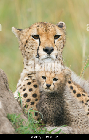 Geparden (Acinonyx Jubatus), Weibchen mit Jungtier, mehrere Wochen Stockfoto