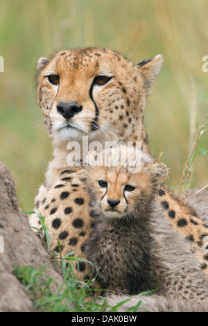 Geparden (Acinonyx Jubatus), Weibchen mit Jungtier, mehrere Wochen Stockfoto