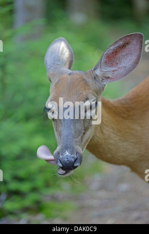 Kopfschuss von einem weiß - angebundene Rotwild mit seiner Zunge heraus Stockfoto