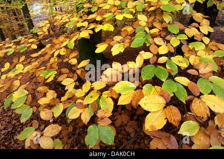 Rotbuche (Fagus Sylvatica), Herbstlaub, Belgien, Ardennen Stockfoto