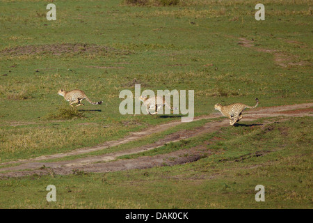 Drei laufenden Geparden (Acinonyx Jubatus) Jagd in einer Gruppe Stockfoto