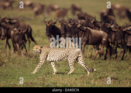 Gepard (Acinonyx Jubatus) vor Gnus (Connochaetes Taurinus) Stockfoto