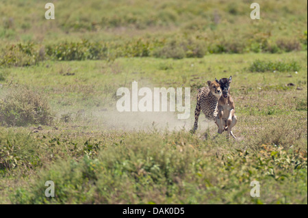 Gepard (Acinonyx Jubatus) jagt eine Kalb Gnus (Connochaetes Taurinus) Stockfoto