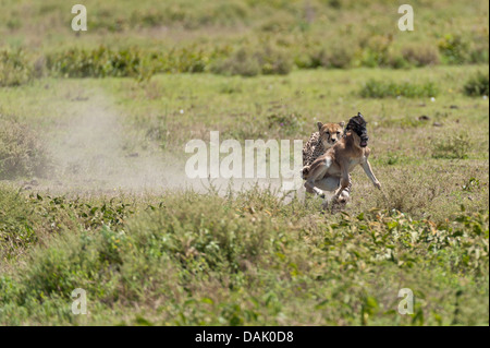 Gepard (Acinonyx Jubatus) jagt eine Kalb Gnus (Connochaetes Taurinus) Stockfoto