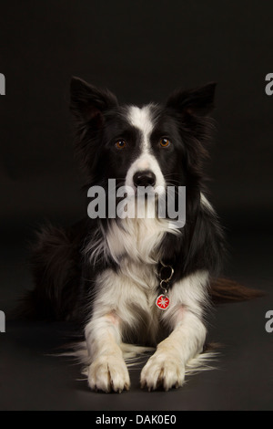 Border-Collie, gegen Schwarz Stockfoto