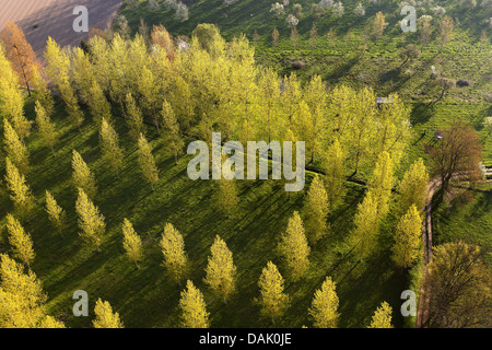 Espe, Pappel (Populus spec.), Luftbild, Pappeln, Belgien Stockfoto