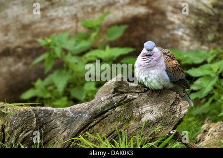 Turteltaube (Streptopelia Turtur) auf Totholz, Belgien Stockfoto