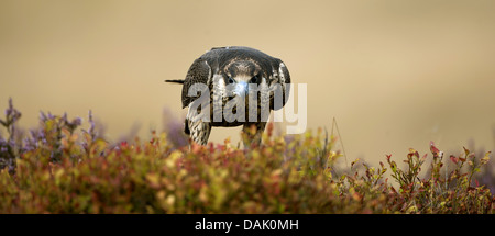 Wanderfalke (Falco Peregrinus), stehen auf dem Boden und lauern für Beute, Großbritannien, Schottland Stockfoto