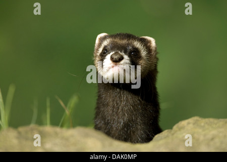 Europäischer Iltis (Mustela Putorius), auf der Suche hinter einem Stein, Belgien Stockfoto