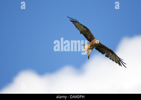 Rotmilan (Milvus Milvus), fliegen, Belgien Stockfoto