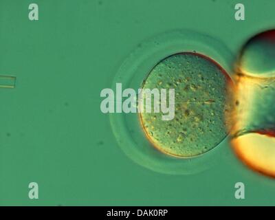 HANDOUT - zeigt ein undatiertes Handout Bild vom Max-Planck-Institut für molekulare Biomedizin in Münster eine Stammzelle von einer Maus mit einer Samenzelle in Münster. Zahlreiche Wissenschaftler des Instituts an der Universität Münster sind Stammzellenforschung beteiligt. Foto: Mpi Münster Stockfoto