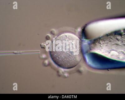 HANDOUT - zeigt ein undatiertes Handout Bild vom Max-Planck-Institut für molekulare Biomedizin in Münster eine denucleated Eizelle einer Maus, in dem ein neuen Kern, in Münster eingefügt wird. Zahlreiche Wissenschaftler des Instituts an der Universität Münster sind Stammzellenforschung beteiligt. Foto: Mpi Münster Stockfoto