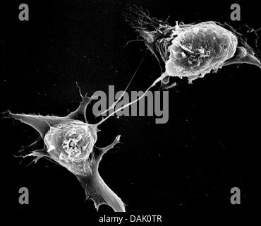 HANDOUT - zeigt ein undatiertes Rasterelektronenmikroskop Handout Bild vom Max-Planck-Institut für molekulare Biomedizin in Münster eine embryonale Stammzelle eine Maus während der Zellteilung in Münster, Deutschland. Zahlreiche Wissenschaftler des Instituts an der Universität Münster sind Stammzellenforschung beteiligt. Foto: Mpi Münster Stockfoto