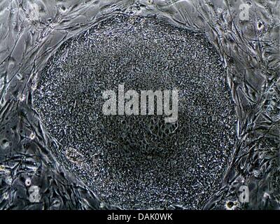 HANDOUT - zeigt ein undatiert Lichtmikroskop Handout Bild vom Max-Planck-Institut für molekulare Biomedizin in Münster eine Kolonie von umprogrammiert, induzierte pluripotente Stammzellen in Münster, Deutschland. Zahlreiche Wissenschaftler des Instituts an der Universität Münster sind Stammzellenforschung beteiligt. Foto: Mpi Münster Stockfoto