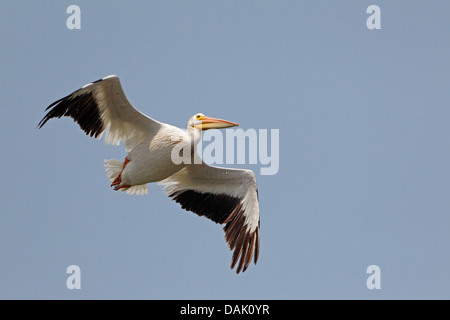 Erwachsenen amerikanischen weißen Pelikan im Flug Stockfoto