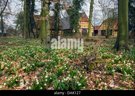 Frühling Schneeflocke (Leucojum Vernum), viele blühende Frühjahr Schneeflocken vor Fachwerk-Häusern, Germany, North Rhine-Westphalia, Langenberg Stockfoto