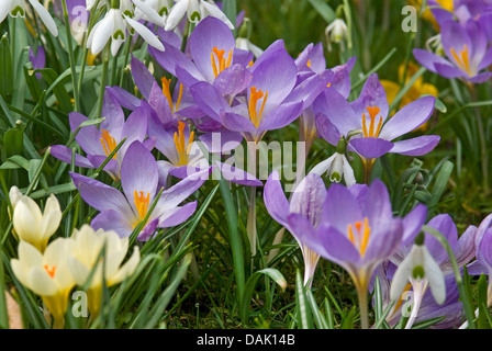 Frühen Krokus (Crocus Tommasinianus), blühen in eine Wiese mit Schneeglöckchen und gelbe Krokus Crocus Chrysanthus, Deutschland, Nordrhein-Westfalen Stockfoto