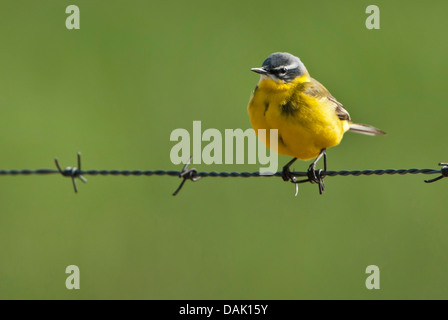 Schafstelze (Motacilla Flava), auf Stacheldraht, Deutschland, Niedersachsen Stockfoto