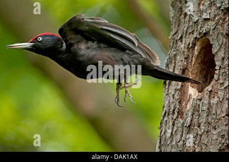 Schwarzspecht (Dryocopus Martius), männliche ausgehend von Zucht-Höhle, Deutschland, Nordrhein-Westfalen Stockfoto