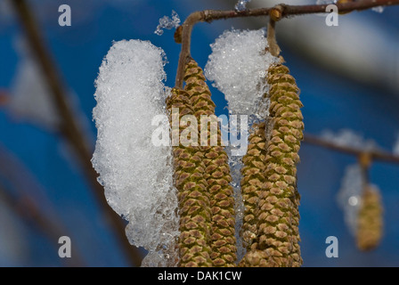 Haselnuss (Corylus Avellana), männliche Kätzchen im März, Deutschland, Nordrhein-Westfalen Stockfoto