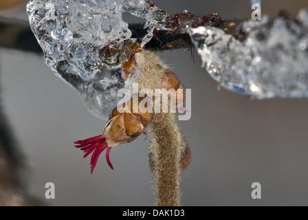 Haselnuss (Corylus Avellana), weiblichen Blütenstand im März, Deutschland, Nordrhein-Westfalen Stockfoto