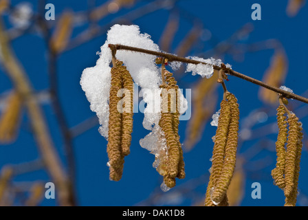 Haselnuss (Corylus Avellana), männliche Blütenstände im März, Deutschland, Nordrhein-Westfalen Stockfoto