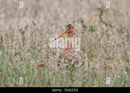 Uferschnepfe (Limosa Limosa) Erwachsenen stehen im Bereich der Rasen, Niederlande, Europa Stockfoto