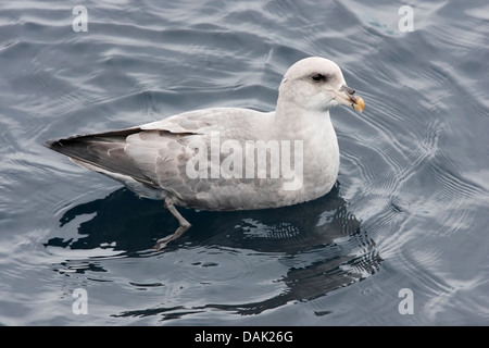 nördlichen Fulmar (Fulmarus Cyclopoida), blaue Erwachsenphase, Schwimmen im Meer, Spitzbergen, Svalbard, Norwegen, Arctic Stockfoto