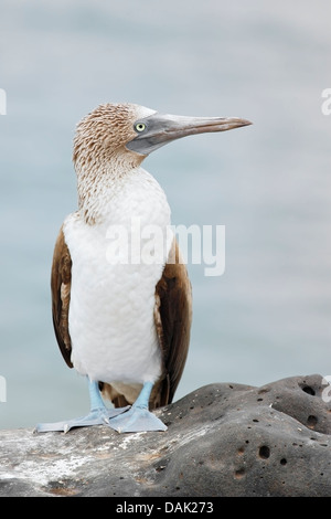 Blau-footed Sprengfallen (Sula Nebouxii), Erwachsene stehen auf Felsen, Espanola Insel, Galapagos, Ecuador, Südamerika Stockfoto