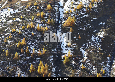 gemeinsamen Lärche, Lärche (Larix Decidua, Larix Europaea), im Herbst Färbung unter bleibt der Schnee an einem Berghang am Col d'Arsine, Frankreich Stockfoto